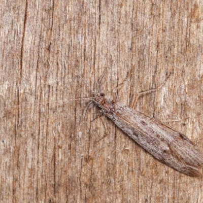 Trichoptera sp. (order) (Unidentified Caddisfly) at Melba, ACT - 3 Nov 2020 by kasiaaus