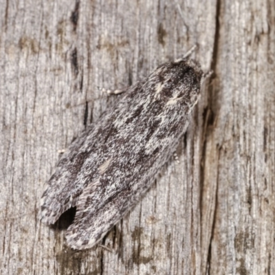 Agriophara (genus) (A Flat-bodied moth (Depressidae) at Melba, ACT - 3 Nov 2020 by kasiaaus