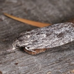 Agriophara (genus) at Melba, ACT - 3 Nov 2020 10:47 PM