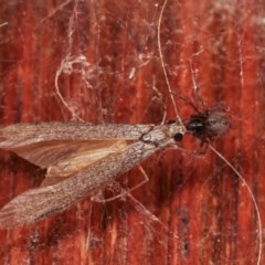 Badumna sp. (genus) (Lattice-web spider) at Melba, ACT - 3 Nov 2020 by kasiaaus
