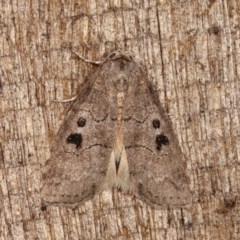 Calathusa sp nr dispila at Melba, ACT - 3 Nov 2020 by kasiaaus