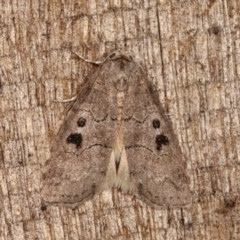 Calathusa sp nr dispila at Melba, ACT - 3 Nov 2020 by kasiaaus