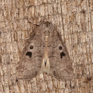 Calathusa sp nr dispila at Melba, ACT - 3 Nov 2020