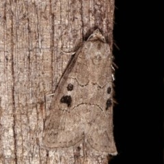 Calathusa sp nr dispila at Melba, ACT - 3 Nov 2020