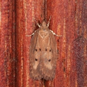 Doleromima hypoxantha at Melba, ACT - 3 Nov 2020 11:01 PM