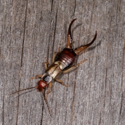 Forficula auricularia (European Earwig) at Melba, ACT - 3 Nov 2020 by kasiaaus