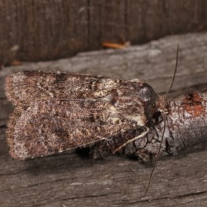 Agrotis porphyricollis at Melba, ACT - 3 Nov 2020