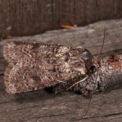 Agrotis porphyricollis (Variable Cutworm) at Melba, ACT - 3 Nov 2020 by kasiaaus