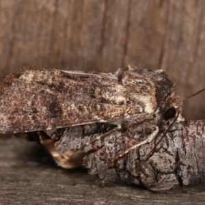 Agrotis porphyricollis at Melba, ACT - 3 Nov 2020