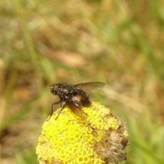 Rutilia sp. (genus) (A Rutilia bristle fly, subgenus unknown) at Aranda, ACT - 5 Nov 2020 by Jubeyjubes