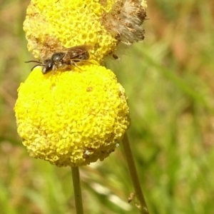 Lasioglossum (Chilalictus) sp. (genus & subgenus) at Aranda, ACT - 6 Nov 2020