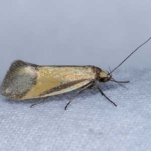 Philobota undescribed species near arabella at Melba, ACT - 4 Nov 2020 12:02 AM