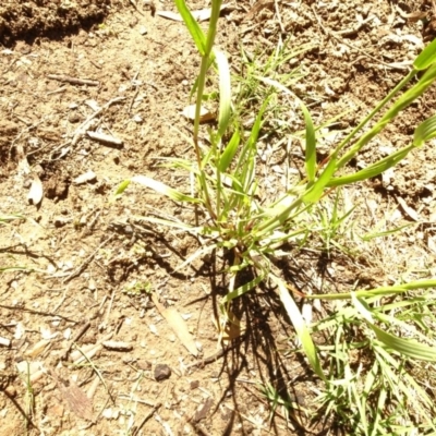 Lolium sp. (Ryegrass) at Aranda, ACT - 5 Nov 2020 by Jubeyjubes