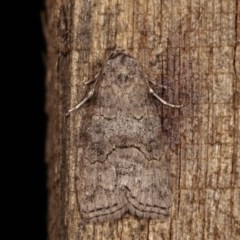 Calathusa sp nr dispila at Melba, ACT - 3 Nov 2020 by kasiaaus