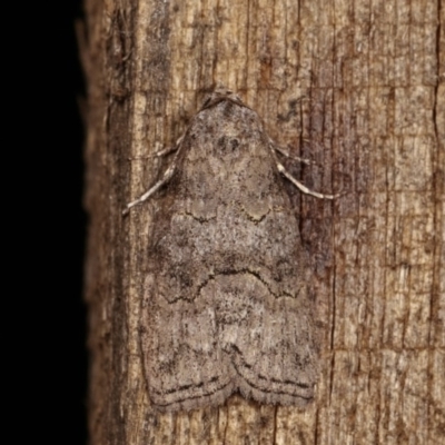 Calathusa sp nr dispila at Melba, ACT - 4 Nov 2020 by kasiaaus