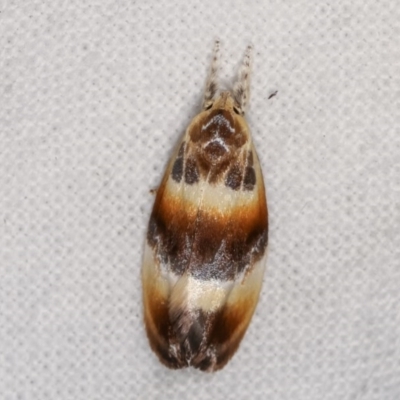 Piloprepes anassa (A Concealer moth) at Melba, ACT - 3 Nov 2020 by kasiaaus