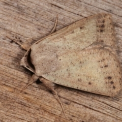 Pantydia sparsa at Melba, ACT - 4 Nov 2020 12:17 AM