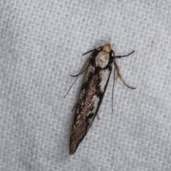 Eusemocosma pruinosa (Philobota Group Concealer Moth) at Melba, ACT - 3 Nov 2020 by kasiaaus