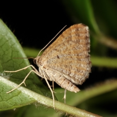 Epyaxa (genus) at Melba, ACT - 4 Nov 2020 by kasiaaus