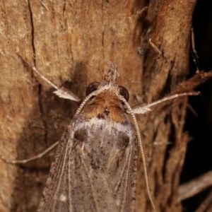 Lygephila fallax at Melba, ACT - 4 Nov 2020 12:25 AM