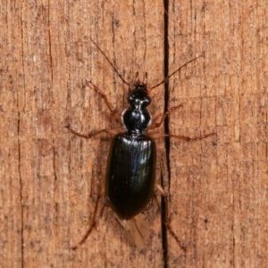 Notagonum submetallicum at Melba, ACT - 4 Nov 2020 12:27 AM