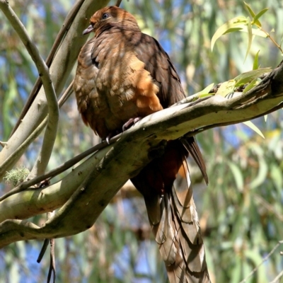 Macropygia phasianella (Brown Cuckoo-dove) at Exeter - 6 Nov 2020 by Snowflake