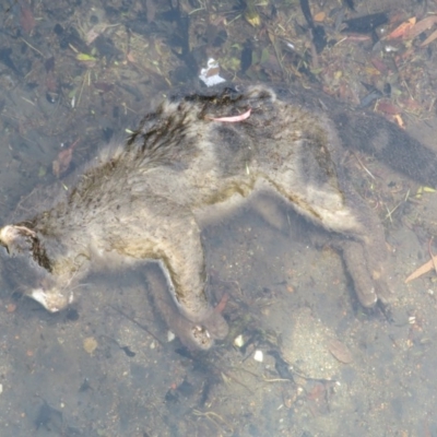 Felis catus (Feral Cat) at Gungaderra Creek Ponds - 6 Nov 2020 by Christine