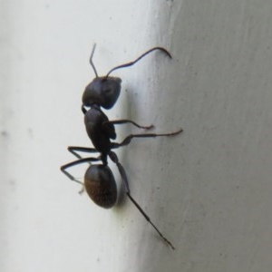 Camponotus aeneopilosus at Flynn, ACT - 6 Nov 2020 09:50 AM