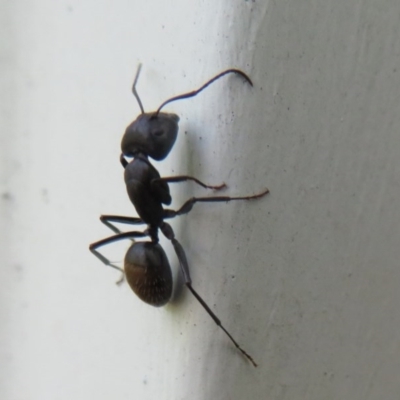 Camponotus aeneopilosus (A Golden-tailed sugar ant) at Flynn, ACT - 6 Nov 2020 by Christine