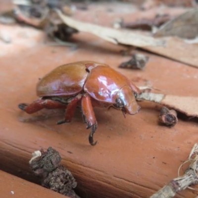 Anoplognathus montanus (Montane Christmas beetle) at Flynn, ACT - 6 Nov 2020 by Christine