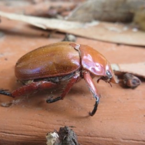 Anoplognathus montanus at Flynn, ACT - 6 Nov 2020