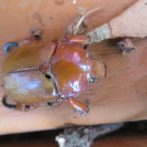 Anoplognathus montanus at Flynn, ACT - 6 Nov 2020