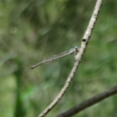 Austrolestes leda (Wandering Ringtail) at Fyshwick, ACT - 4 Nov 2020 by Christine