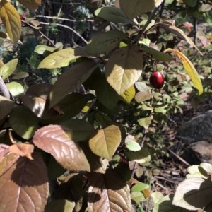 Prunus cerasifera at Garran, ACT - 11 Oct 2020 12:05 PM