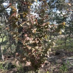 Prunus cerasifera at Garran, ACT - 11 Oct 2020 12:05 PM