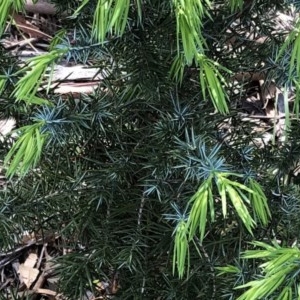 Juniperus sp. at Garran, ACT - 11 Oct 2020