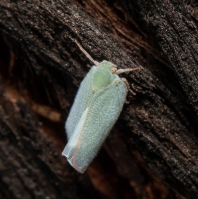 Siphanta acuta (Green planthopper, Torpedo bug) at Umbagong District Park - 5 Nov 2020 by Roger