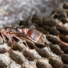 Ropalidia plebeiana (Small brown paper wasp) at Acton, ACT - 6 Nov 2020 by Roger