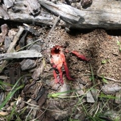 Clathrus archeri (Seastar Stinkhorn) at Gungahlin, ACT - 6 Nov 2020 by TrishGungahlin