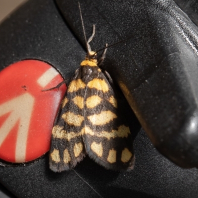 Asura lydia (Lydia Lichen Moth) at Acton, ACT - 6 Nov 2020 by Roger