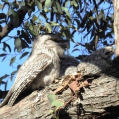 Podargus strigoides (Tawny Frogmouth) at Acton, ACT - 5 Nov 2020 by HelenCross