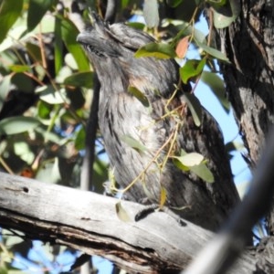 Podargus strigoides at Acton, ACT - 6 Nov 2020