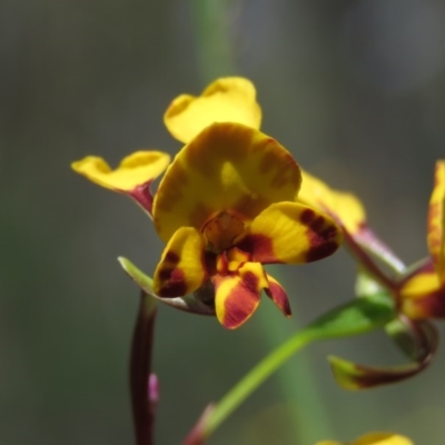 Diuris semilunulata (Late Leopard Orchid) at Stony Creek Nature Reserve - 6 Nov 2020 by KumikoCallaway