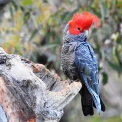 Callocephalon fimbriatum (Gang-gang Cockatoo) at Acton, ACT - 3 Nov 2020 by HelenCross