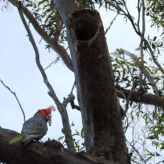 Callocephalon fimbriatum at Acton, ACT - 3 Nov 2020