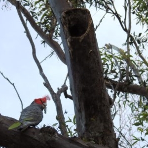 Callocephalon fimbriatum at Acton, ACT - 3 Nov 2020