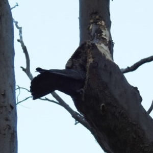 Callocephalon fimbriatum at Acton, ACT - suppressed