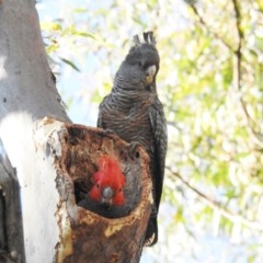 Callocephalon fimbriatum (Gang-gang Cockatoo) at Acton, ACT - 6 Nov 2020 by HelenCross