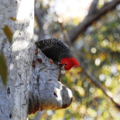 Callocephalon fimbriatum (Gang-gang Cockatoo) at Acton, ACT - 6 Nov 2020 by HelenCross