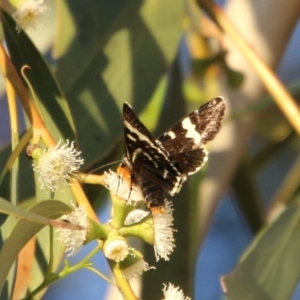 Phalaenoides glycinae at Hughes, ACT - 6 Nov 2020 06:58 PM